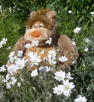 Mein Goofie- © Foto Sylvia Wentzlau