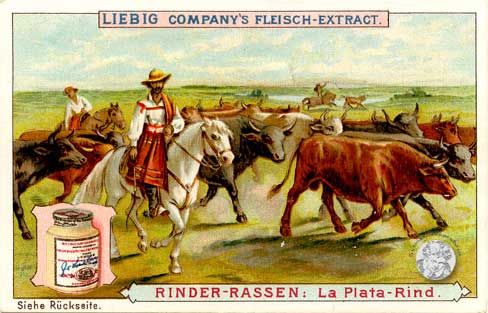 Liebig-Serie Nr. 377 Rinder-Rassen