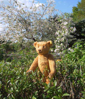 Sir Edward Firma Steiff - © Foto Sylvia Wentzlau