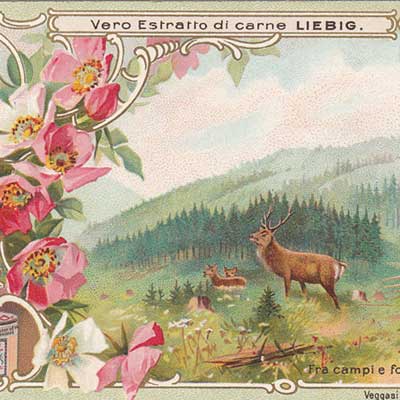 Geschichte vom Weihnachtsbaum, Serie 499/656, 1901