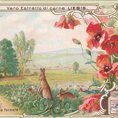 Geschichte vom Weihnachtsbaum, Serie 499/656, 1901